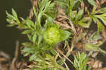 Field burweed